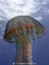 Jellyfish named Pelagia noctiluca by Francesco Pacienza 